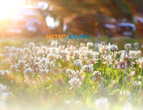 ВИСТИНСКА ПРОЛЕТ ВИКЕНДОВ: Температурите ќе ни надминат 25 степени