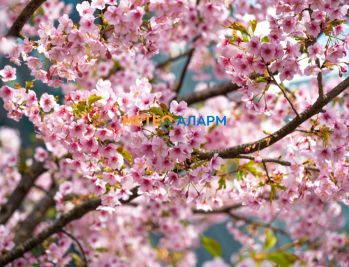 Недела 26 април 2026: Измерени речиси  30 степени во Македонија